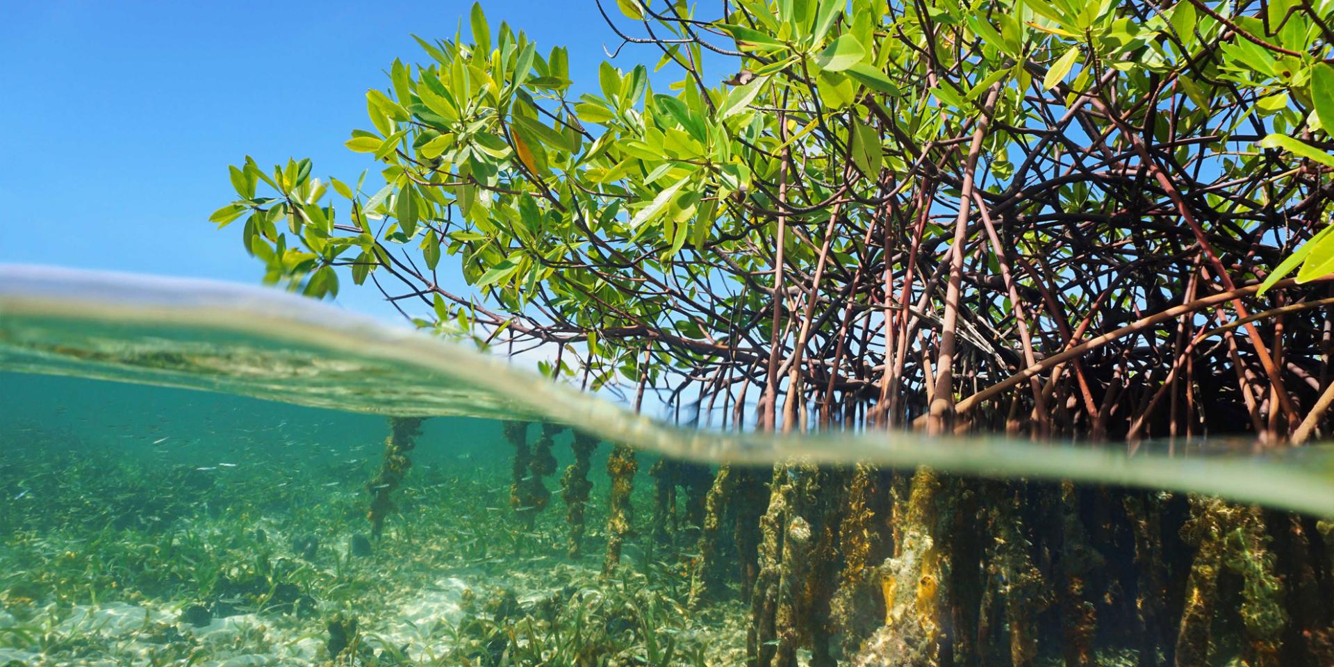 Mangrove de Martinique